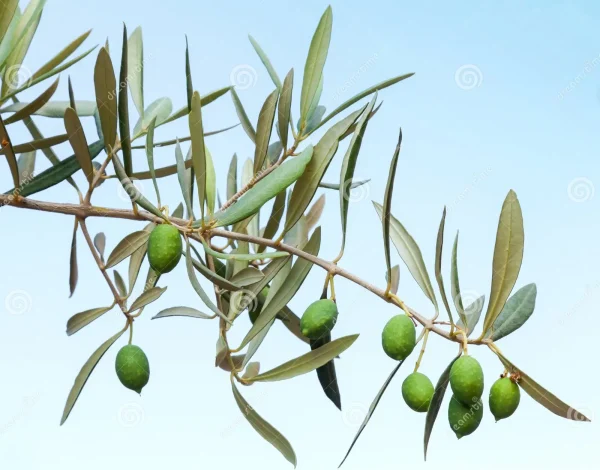 Lata 200ml Arbequina Primicia